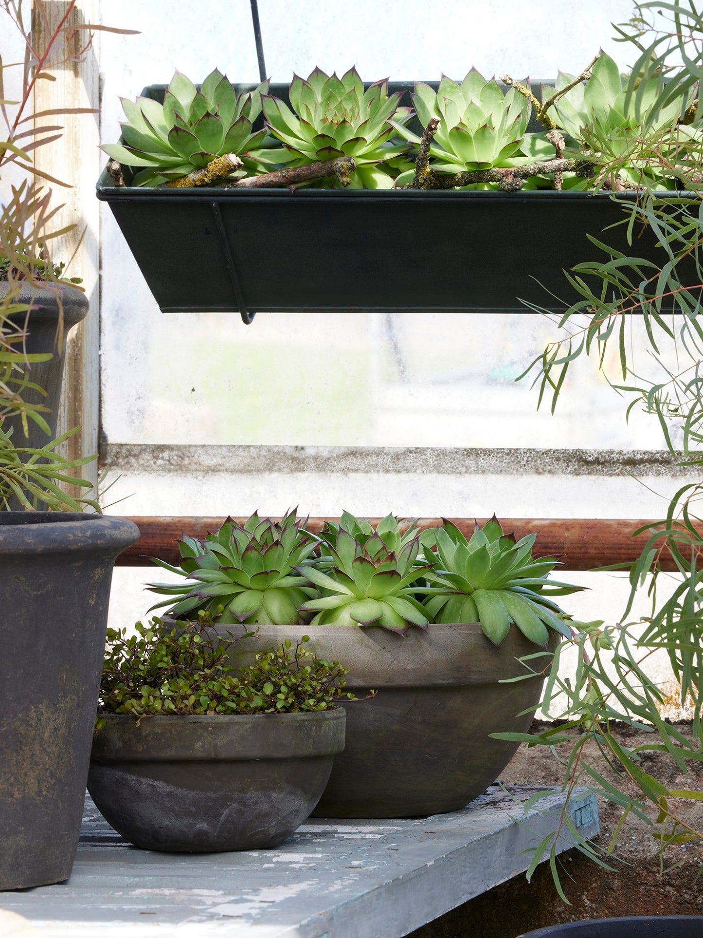 LEVI - LIGHT CHOKO PATINA