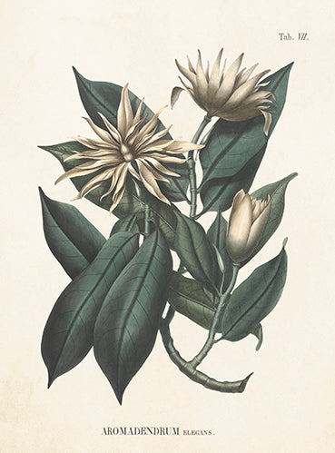 Eucalyptus kort