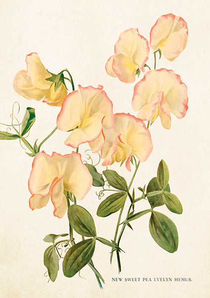 Bellflower card