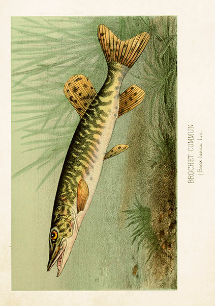 Fiskur kort