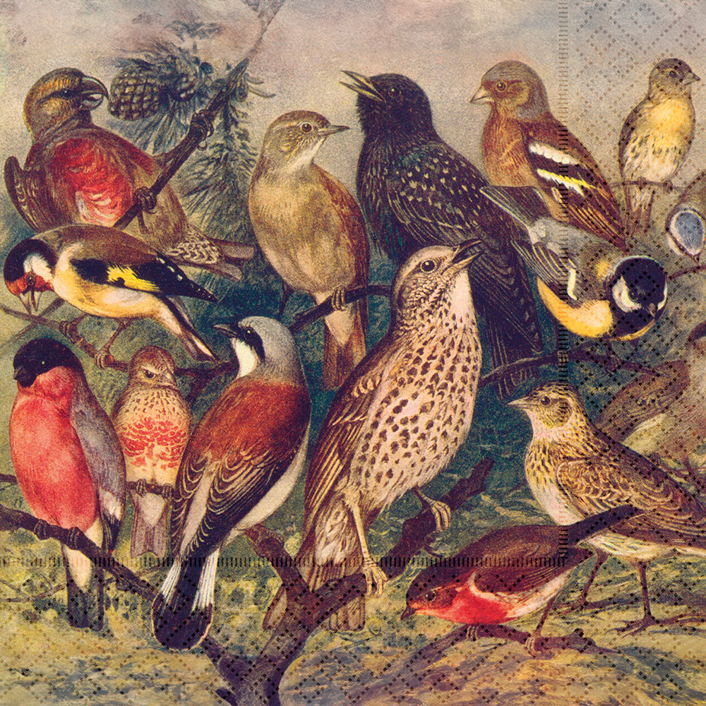 Servíettur 20 stk. 33x33 cm- Birds.