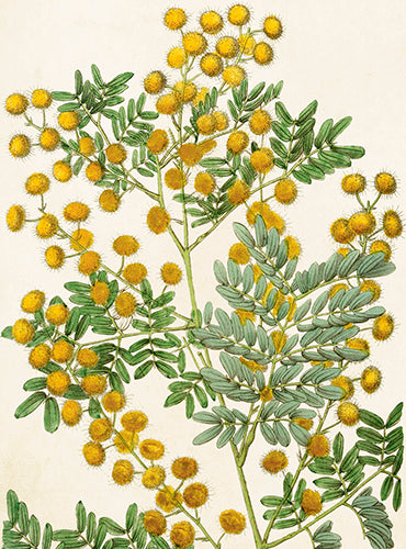 Mimosa card