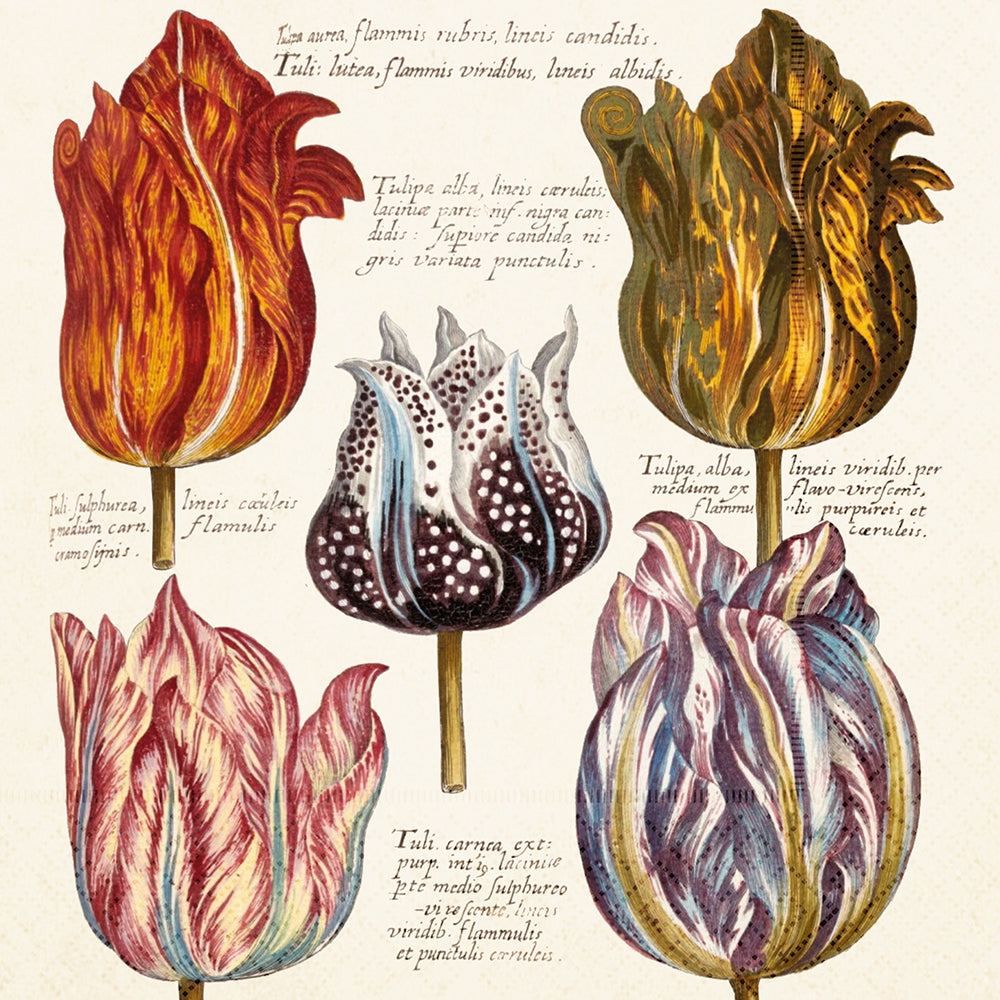 Servíettur 20 stk. 33x33 cm. - Tulips.