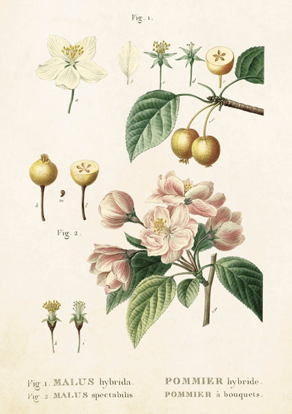 Pommier card
