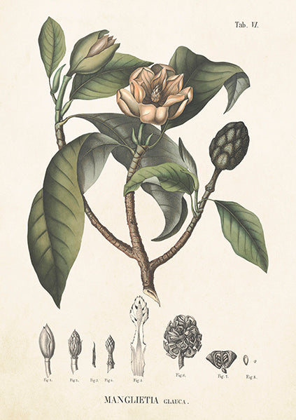 Manglietia card