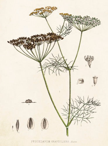 Daucus Carota card