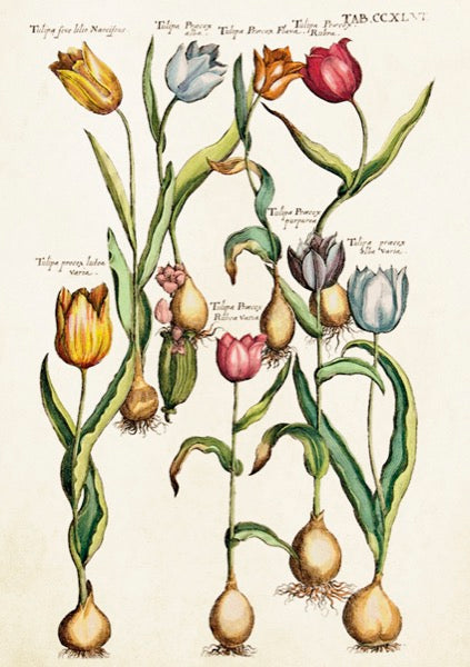 Tulips card.