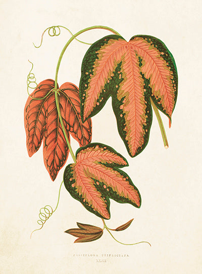 Oak leaf card