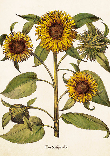 Sunflower card.