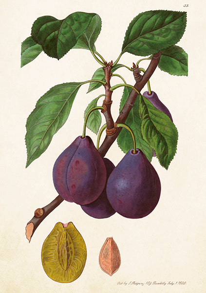 Figs card.