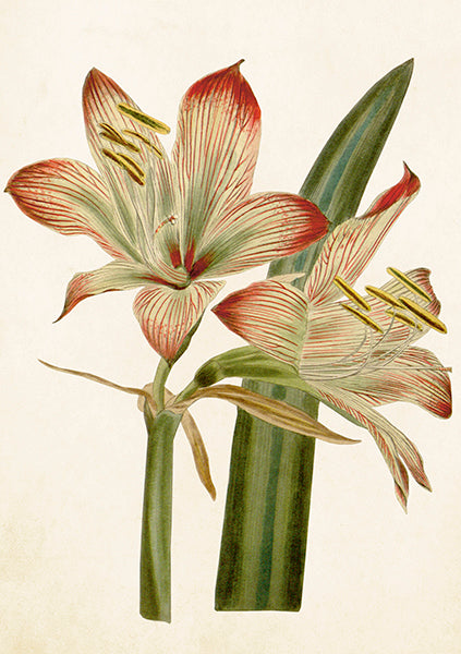 Amaryllis card