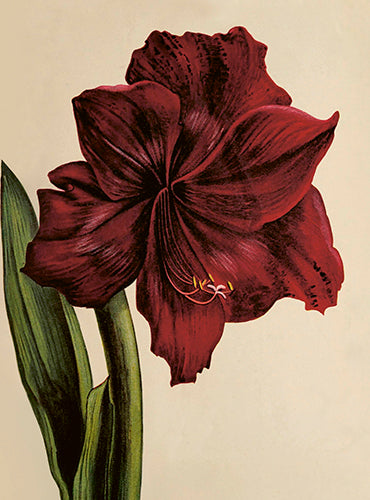Amaryllis card