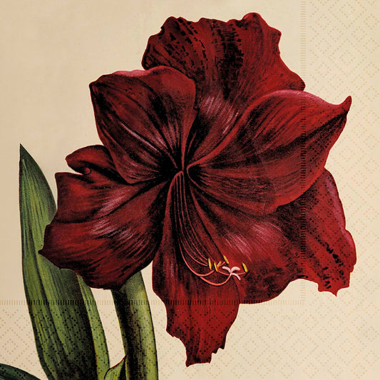 Servíettur 20 stk. 33x33 cm - Amaryllis.
