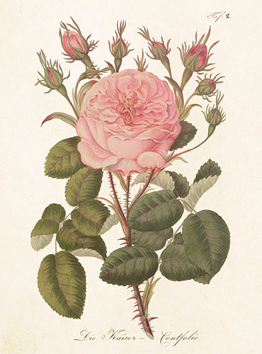 Pink rose card