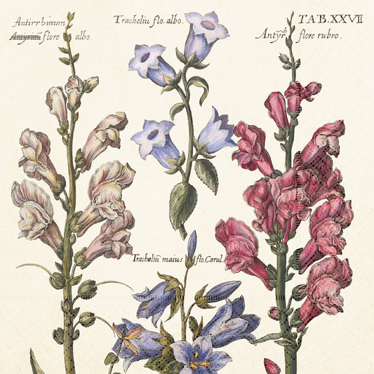 Servíettur 20 stk. 33x33 cm. Campanula.