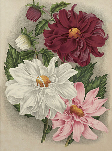 Dhalias card