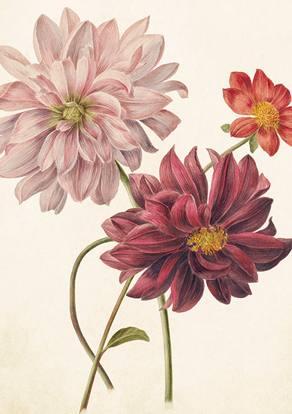 Pink dhalias card
