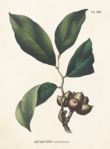 Eucalyptus - Card with envelope
