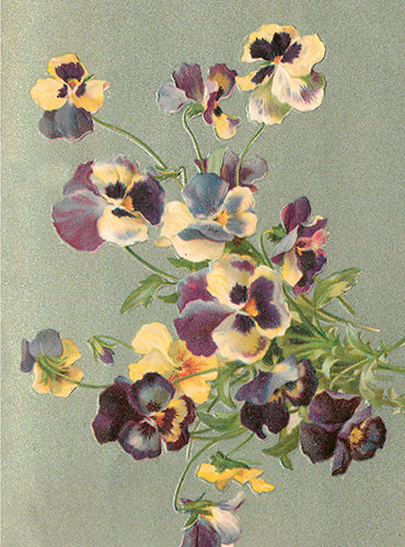 Violets card