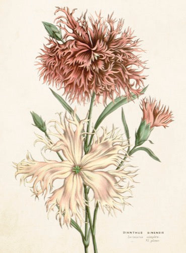 Scabiosa card