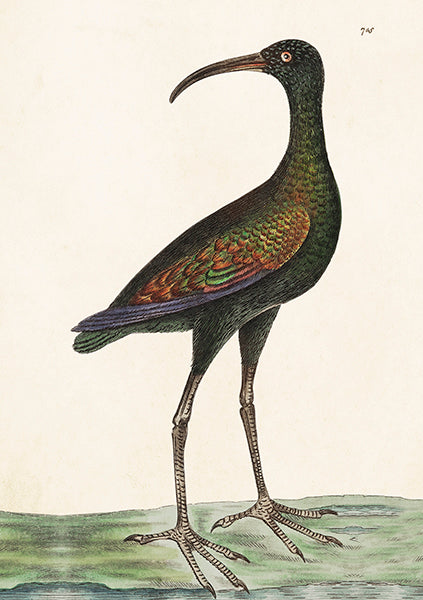 Bird card