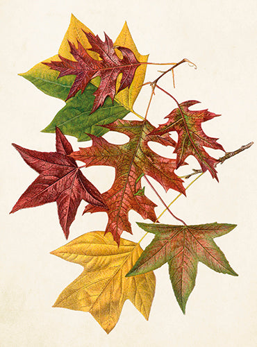 Autumn leaves card with envelope