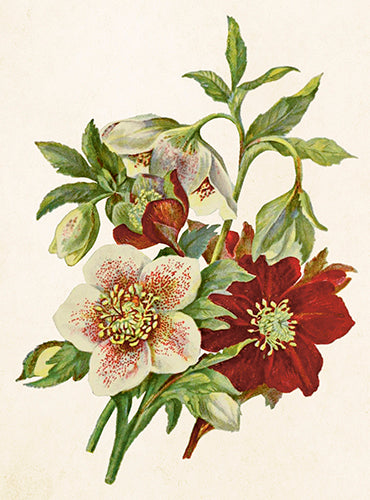 Helleborus card