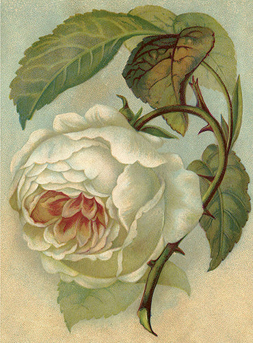 White roses card