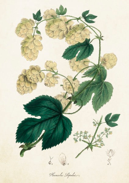 White berries card