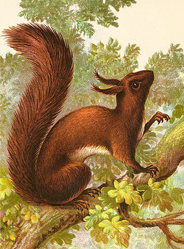 Squirrel card