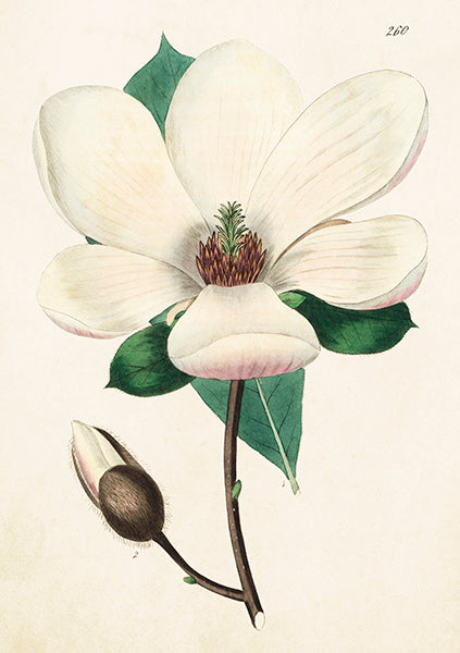 Magnolia card
