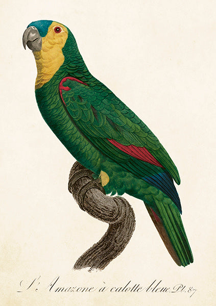 Parrot card