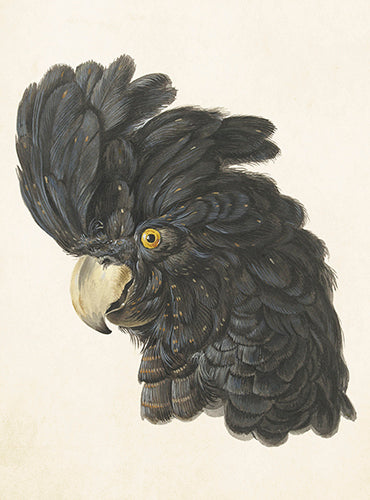 Peacock card