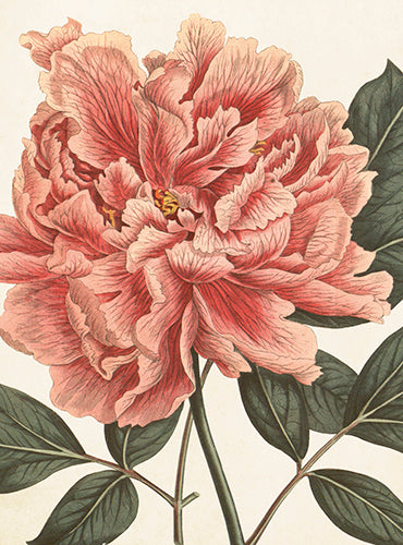 Peony card