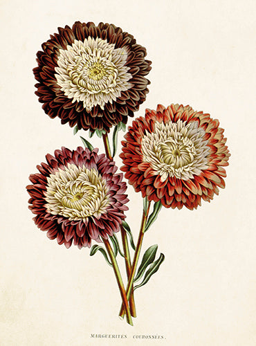 Scabiosa card