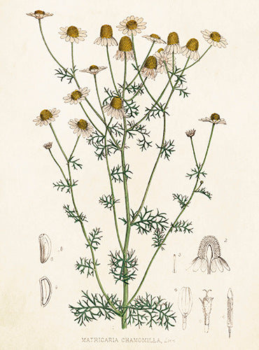 Margerita kort