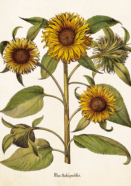 Sunflower card