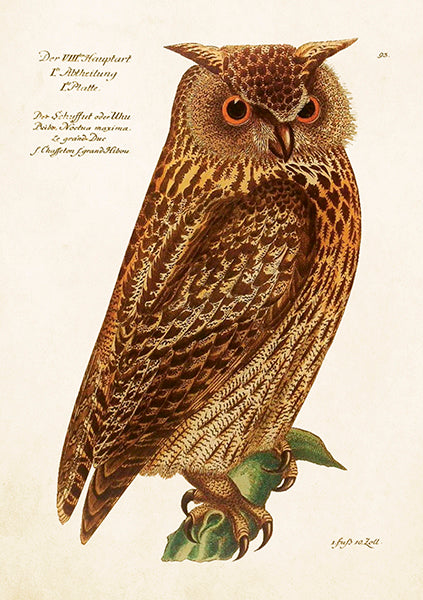 Owl card
