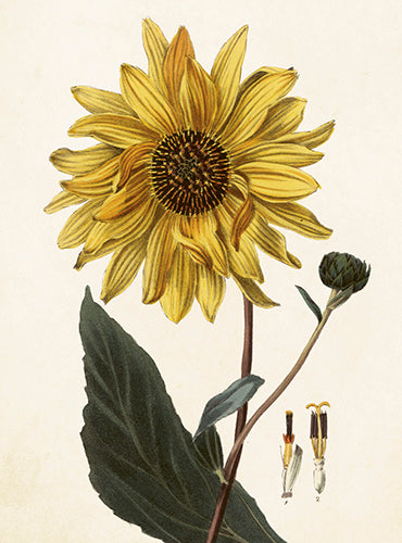 Sunflower card