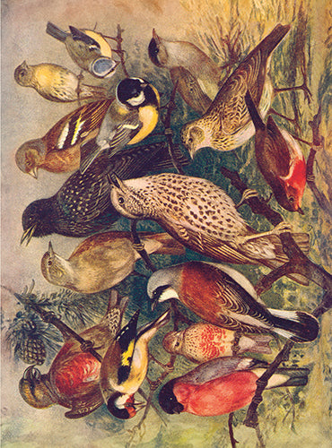 Wild birds card