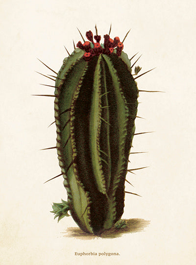 Cactus card