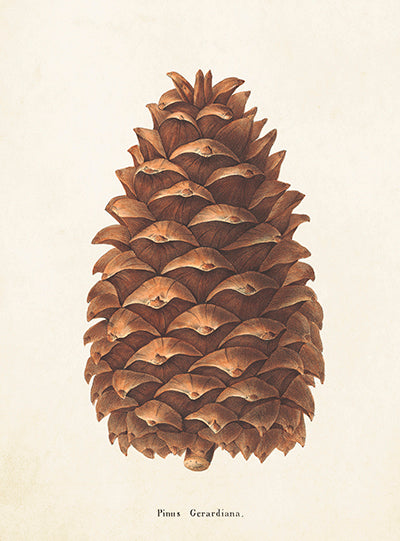 Pinecone card.