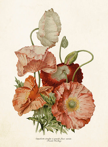 Poppies card