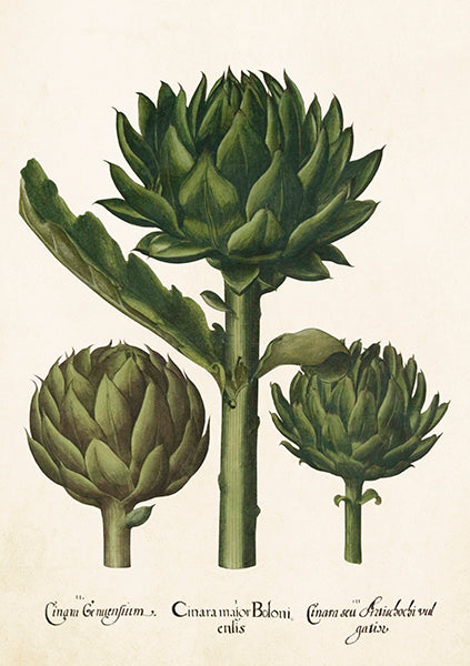 Artichoke card