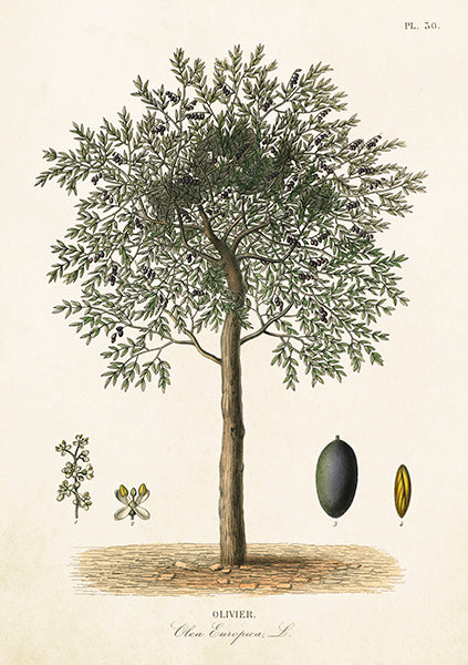 Olive tree card