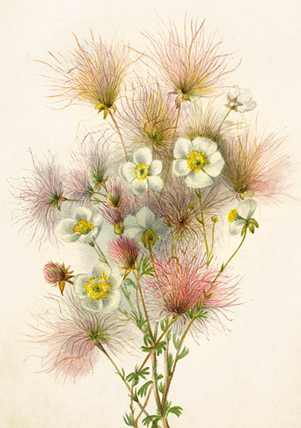 Wild flower card