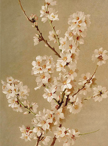 Small cherry blossom card