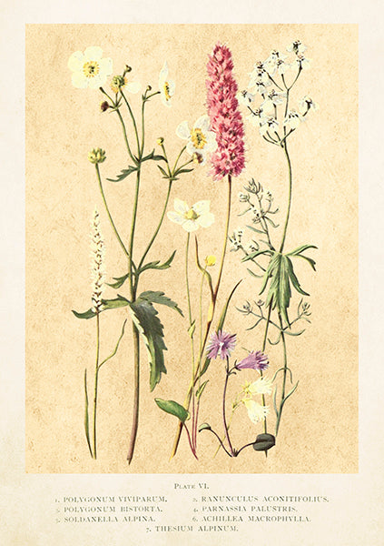 Spring flowers, card.