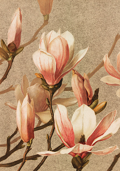 Magnolia card.