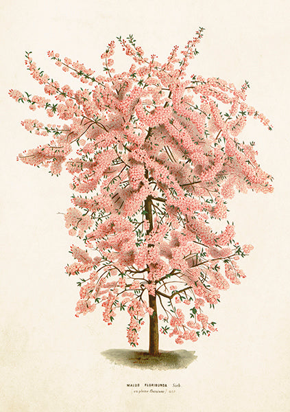 Cherry blossom card.